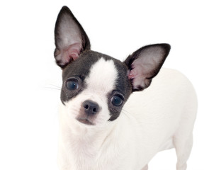 white with black chihuahua puppy portrait isolated