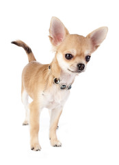 nice chihuahua puppy with necklace portrait