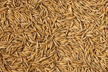 background of seeds