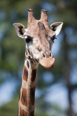 Naklejka premium portrait of a giraffe (Camelopardalis) against green background