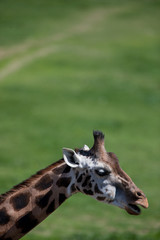 portrait of a giraffe (Camelopardalis) against green background