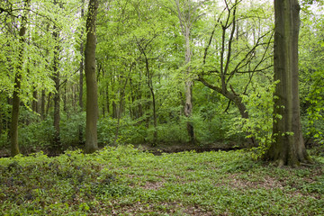 Fototapeta premium wald