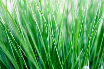 Fototapeta na wymiar Spring grass