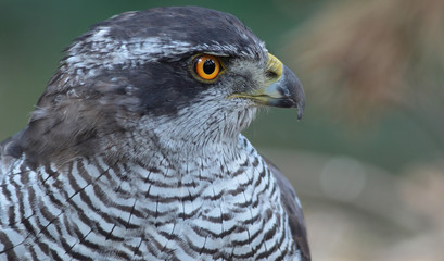 Portrait of a majestic hawk