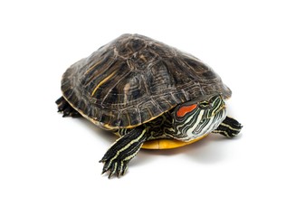 Fototapeta premium Turtle on white background