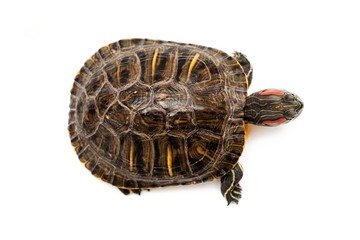 Red eared turtle