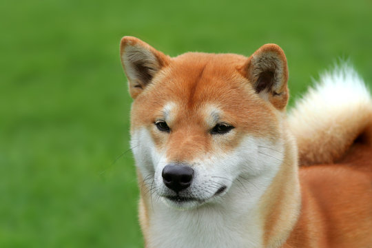 Shiba Inu