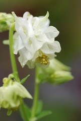 タワーホワイト