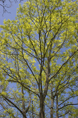 Bäume im Frühling