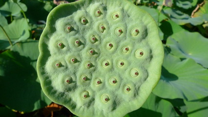 Pauvre n&eacute;nuphar