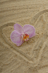 Herz mit Orchidee auf Sand