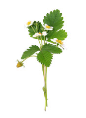 little bush of strawberries