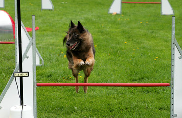 Belgischer Schäferhund beim Agility