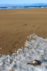 dead bird in snow on beach