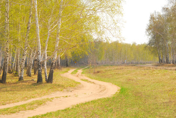 birch forest