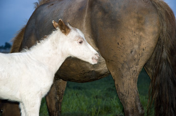 A beautiful white foal stands close to it`s mother