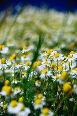 Spring grass field with many white daisies