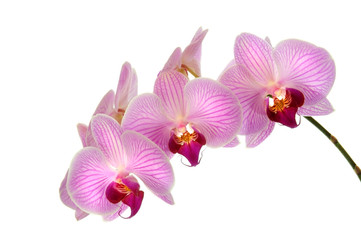 Fototapeta na wymiar Orchideen 8.1