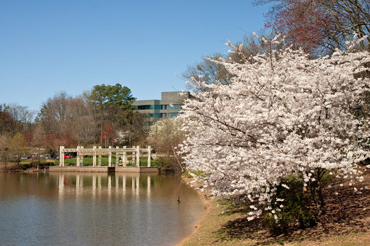 Cherry Tree Blooming Beside Office Lake
