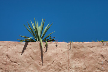 Cactus on Brown Stucco Building