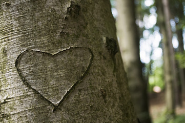 Herz in Baum geritzt