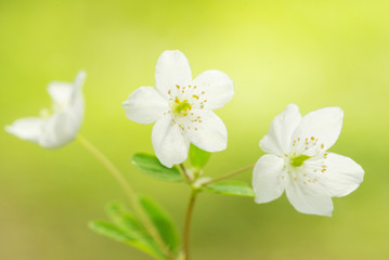 Obraz premium flower