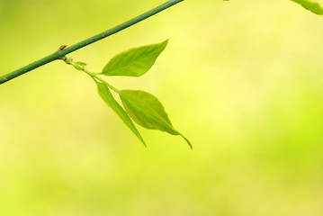 green leaves