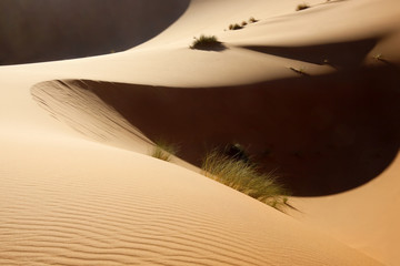 Sahara desert sand dunes