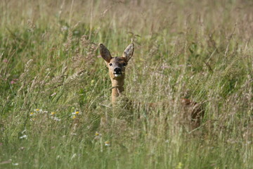 Reh im hohen Gras