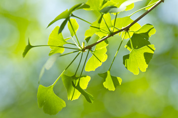 新緑の銀杏の葉