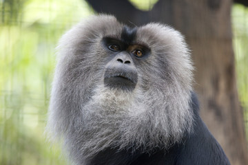 綺麗な毛の猿でシシオザル