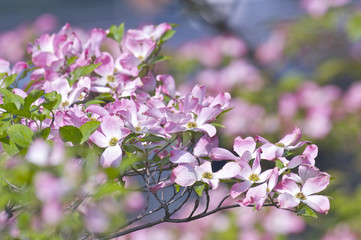 ハナミズキの花