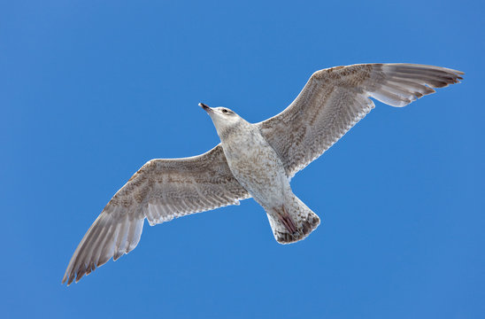 seagull close up