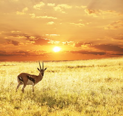 Antelope on sunset
