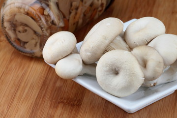 Oyster fungus