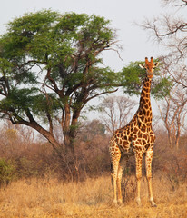 Giraffe