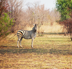 Fototapeta na wymiar Zebra w buszu