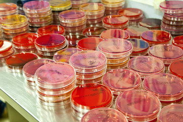 Bactérie et champignons