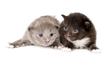 two fluffy little kitten