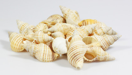 Muscheln2