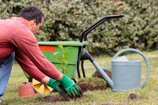 homme plantant son petit pommier