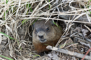 Muskrat looking out of his hole