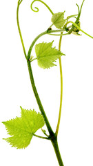 tige de vigne, fond blanc