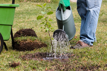 arroser après avoir planté © Eléonore H