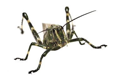 grasshopper