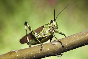 grasshopper