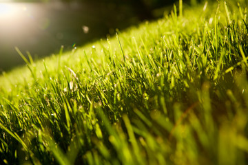 background of unreal nature