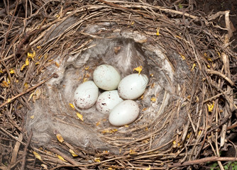 linnet nest with eggs