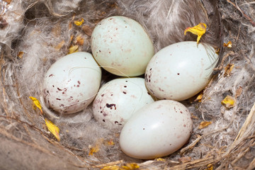 linnet nest with eggs