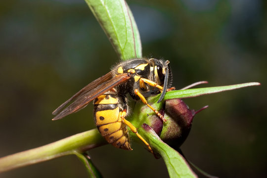 wasp on a peony plum